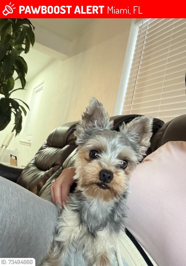 Lost Female Dog last seen Near ave y la 39 terrace, Miami, FL 33155