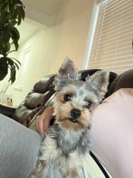 Lost Female Dog last seen Near ave y la 39 terrace, Miami, FL 33155