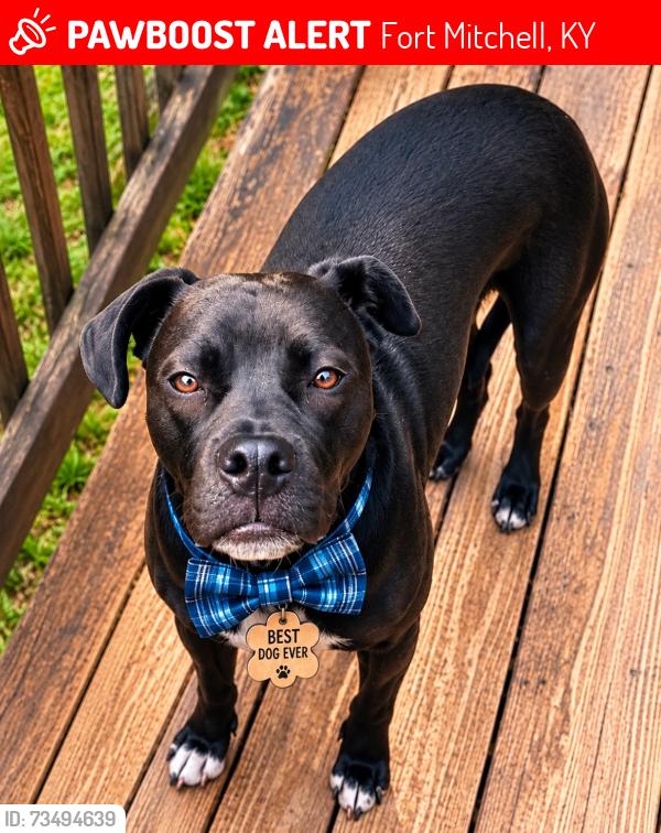Lost Male Dog last seen Jump jumped out out of the car on the highway by the Safeway and Walmart before the bridge, Fort Mitchell, KY 41017