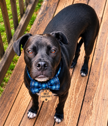 Lost Male Dog last seen Jump jumped out out of the car on the highway by the Safeway and Walmart before the bridge, Fort Mitchell, KY 41017