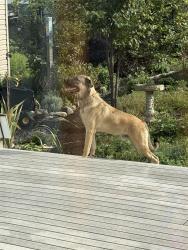Reunited Male Dog last seen State St. & Lexington alley, Indianapolis, IN 46203