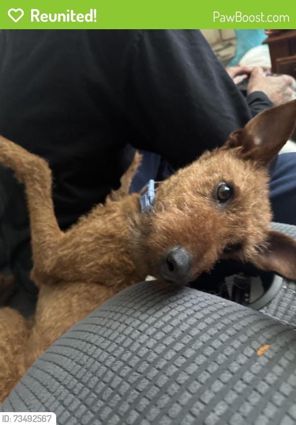 Reunited Female Dog last seen N McCarran St, North Las Vegas, NV 89030, USA, North Las Vegas, NV 89030