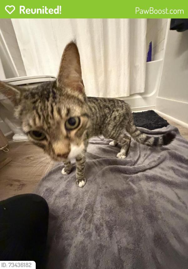 Reunited Female Cat last seen Laney High School, Wilmington, NC 28405