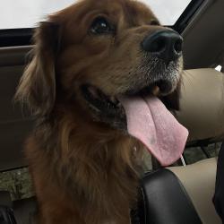 Reunited Male Dog last seen Whitewater high school, Fayetteville, GA 30215