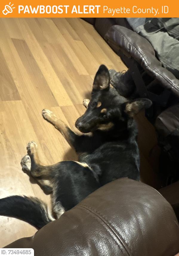 Found/Stray Female Dog last seen Hy- way 30, Payette County, ID 83655