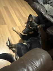 Found/Stray Female Dog last seen Hy- way 30, Payette County, ID 83655