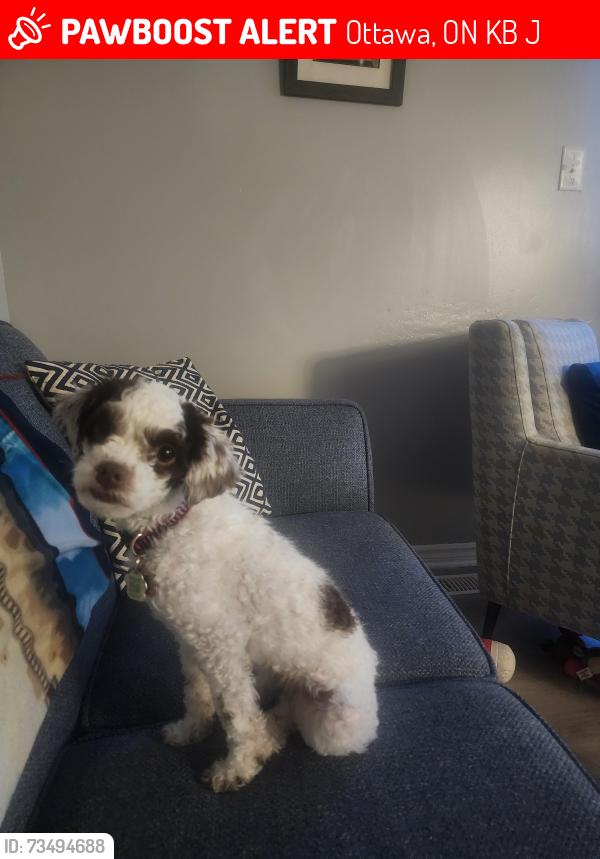 Lost Female Dog last seen Cyrvillw/Meadowbrook, Ottawa, ON K1B 5J1