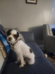 Lost Female Dog last seen Cyrvillw/Meadowbrook, Ottawa, ON K1B 5J1