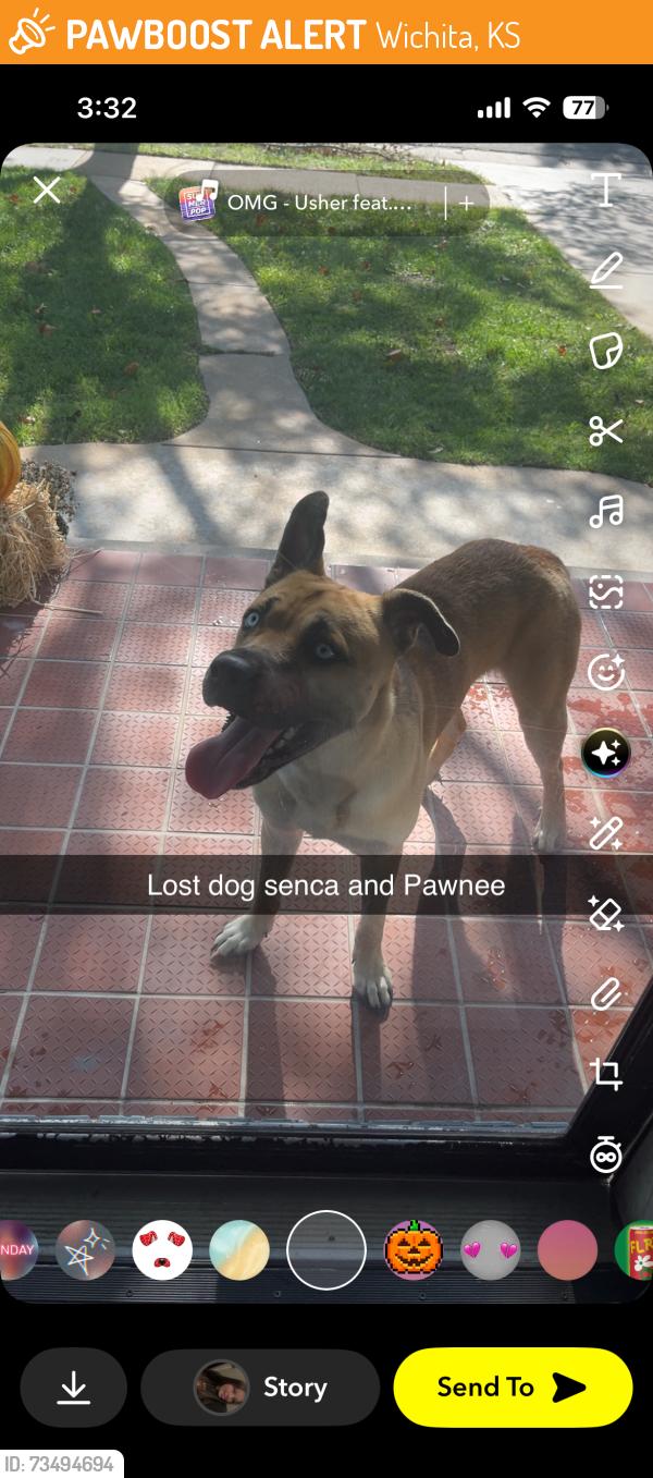 Found/Stray Male Dog last seen Near w Savannah st, Wichita, KS 67217