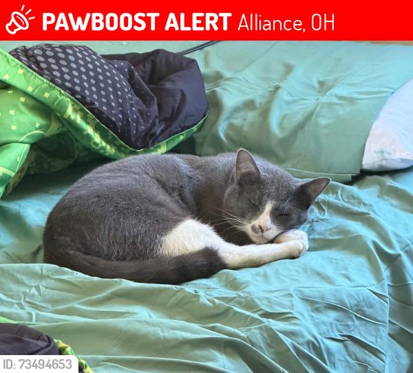 Lost Male Cat last seen s freedom ave & state street, Alliance, OH 44601