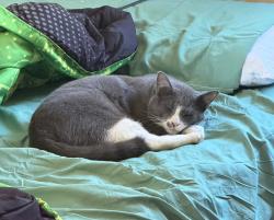 Lost Male Cat last seen s freedom ave & state street, Alliance, OH 44601
