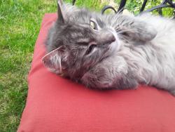 Reunited Female Cat last seen syracuse st, Denver, CO 80231