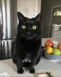 Lost Female Cat last seen Near East Loretta Drive, Indianapolis, IN 46227