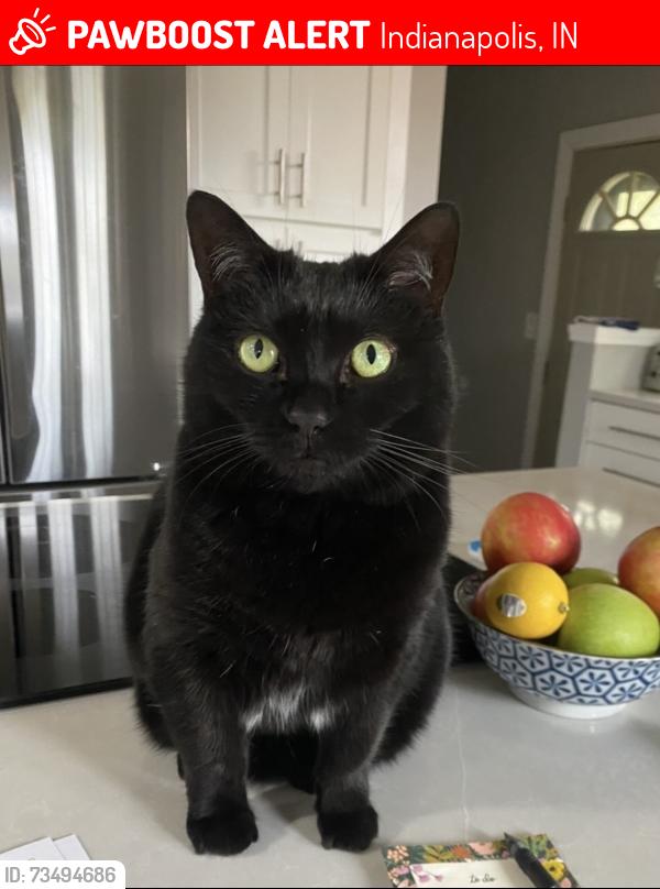 Lost Female Cat last seen Near East Loretta Drive, Indianapolis, IN 46227