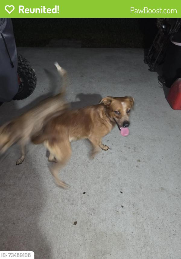 Reunited Male Dog last seen Corydon/strong pine, Houston, TX 77336