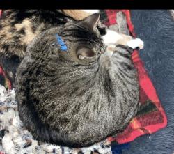 Reunited Female Cat last seen Near Morning Mist Ln, Grand Prairie, TX 75052, USA, Grand Prairie, TX 75052