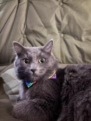 Reunited Male Cat last seen Near Blue Coral Cv, San Diego, CA 92154, USA, San Diego, CA 92154