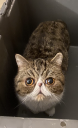 Reunited Female Cat last seen Near George St/ Wilson, Brooklyn, NY 11206