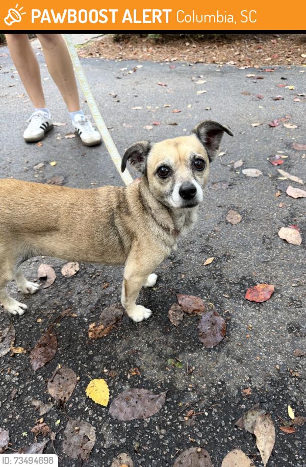 Found/Stray Unknown Dog last seen Bridgecreek Drive and Rhame Road, Columbia, SC 29229