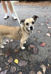 Found/Stray Unknown Dog last seen Bridgecreek Drive and Rhame Road, Columbia, SC 29229