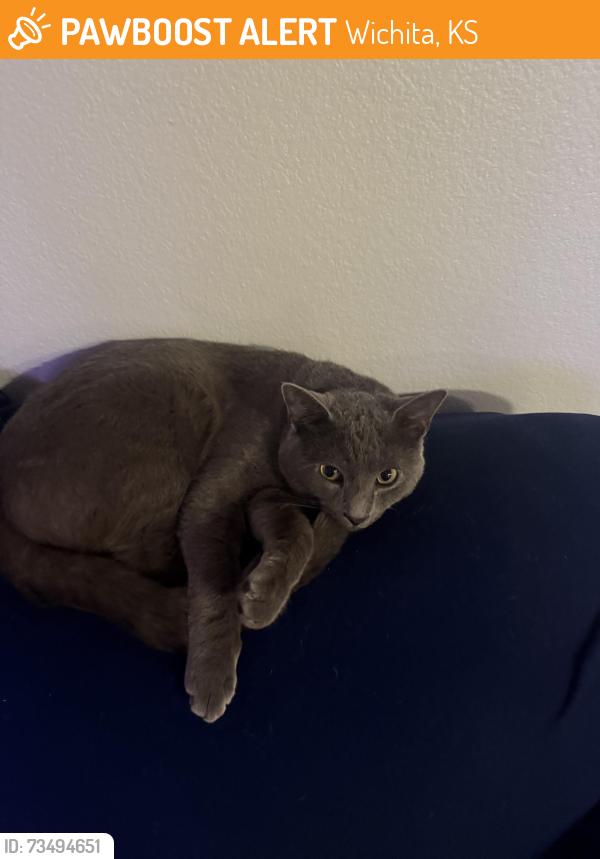 Found/Stray Male Cat last seen West 37th Street North (Avante & Ovation apmt complex area), Wichita, KS 67205
