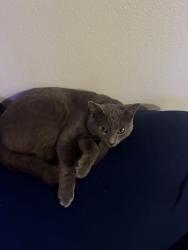 Found/Stray Male Cat last seen West 37th Street North (Avante & Ovation apmt complex area), Wichita, KS 67205