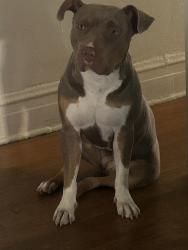 Reunited Female Dog last seen Jackson, and Laramie, Chicago, IL 60644