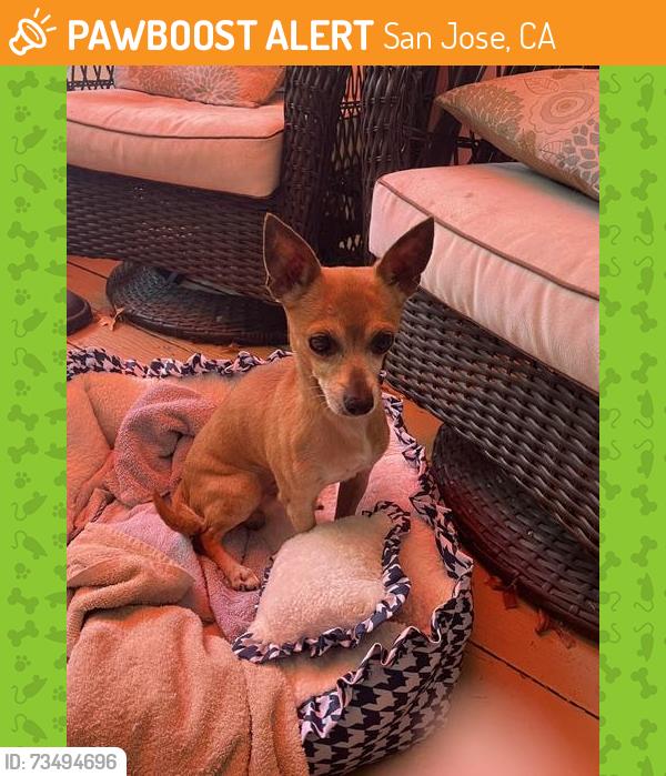 Found/Stray Male Dog last seen Payne Avenue & Millich Dr (Maria Way) in San Jose CA 95117, San Jose, CA 95117