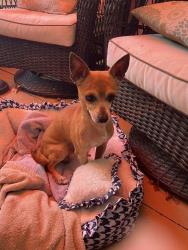 Found/Stray Male Dog last seen Payne Avenue & Millich Dr (Maria Way) in San Jose CA 95117, San Jose, CA 95117