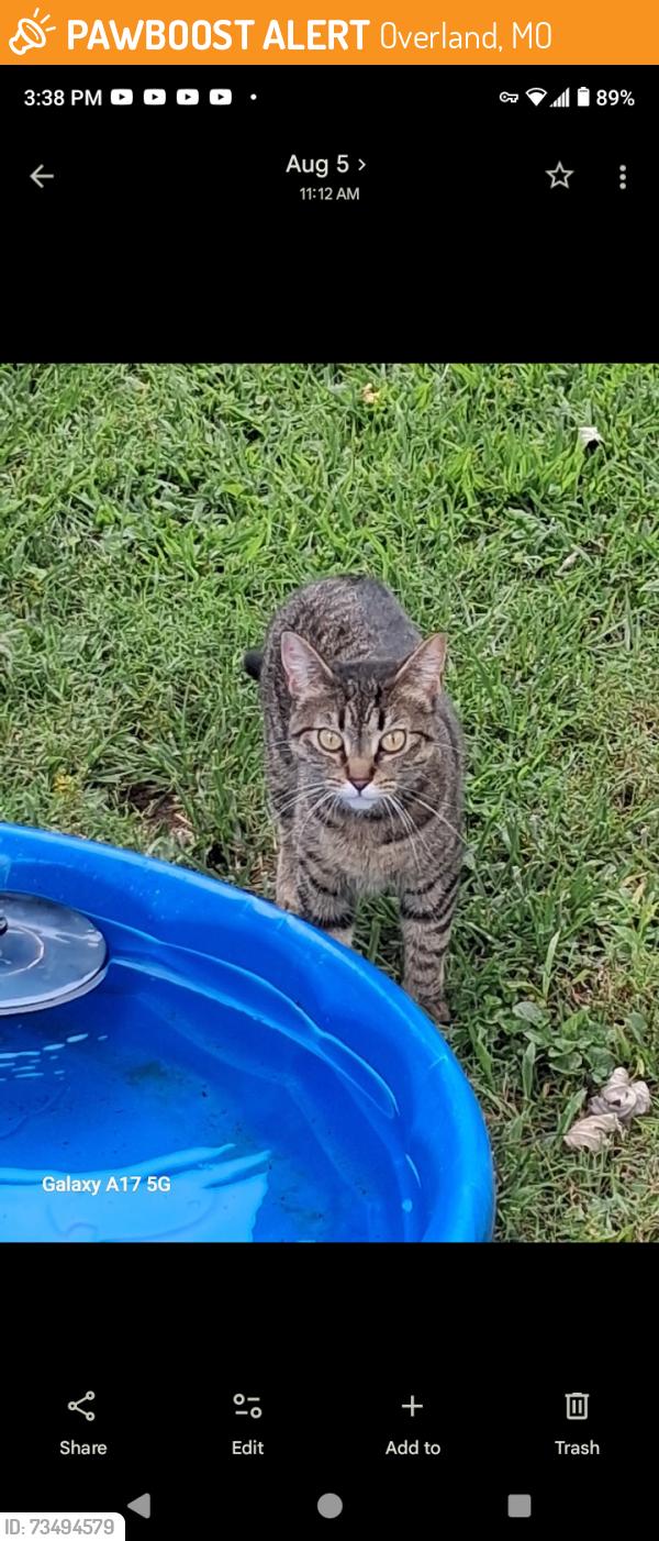 Found/Stray Female Cat last seen Near Ridge Avenue, Overland, MO 63114