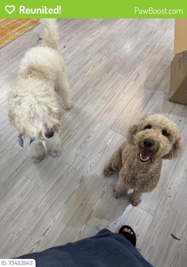 Reunited Unknown Dog last seen Geneva and Helen Dr, Montgomery County, TX 77386
