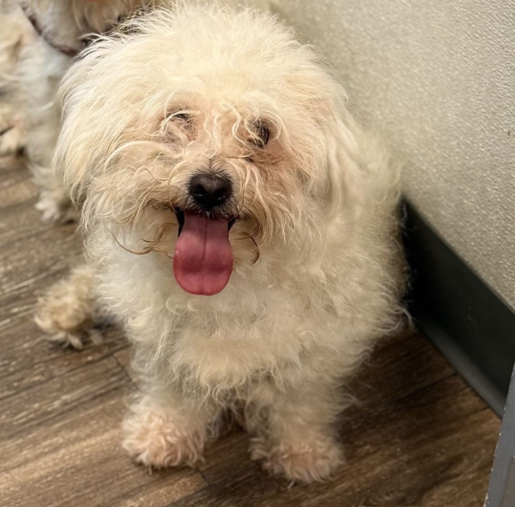Shelter Stray Male Dog last seen Near 17th Street, San Diego, CA, 92101, 5500 Gaines St, San Diego, CA 92110, USA