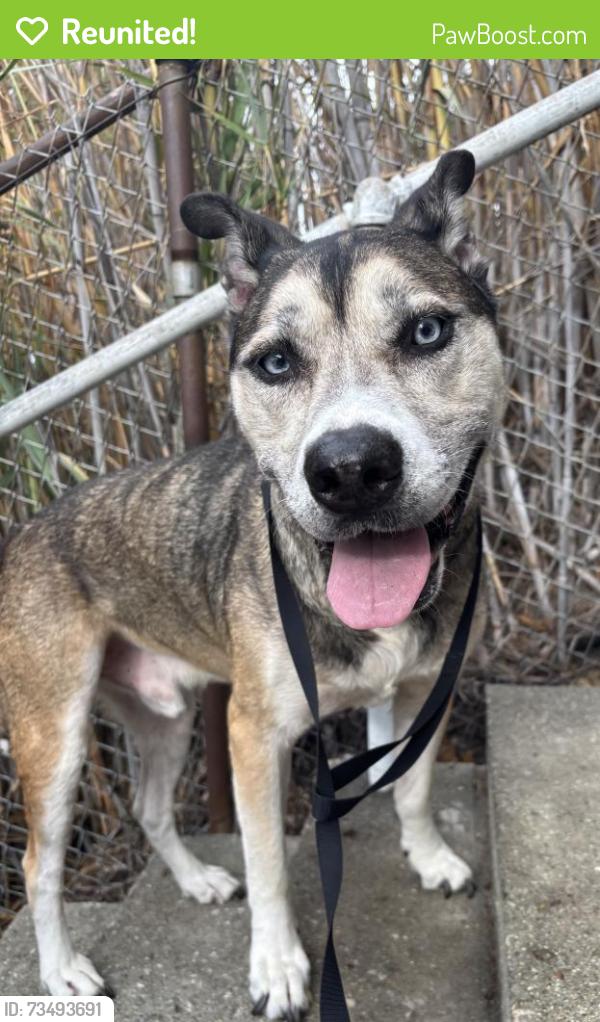 Reunited Male Dog last seen Kemper Street near Elm Street/Isabel, Los Angeles, CA 90065