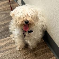 Shelter Stray Female Dog last seen Near 17th Street, San Diego, CA, 92101, 5500 Gaines St, San Diego, CA 92110, USA