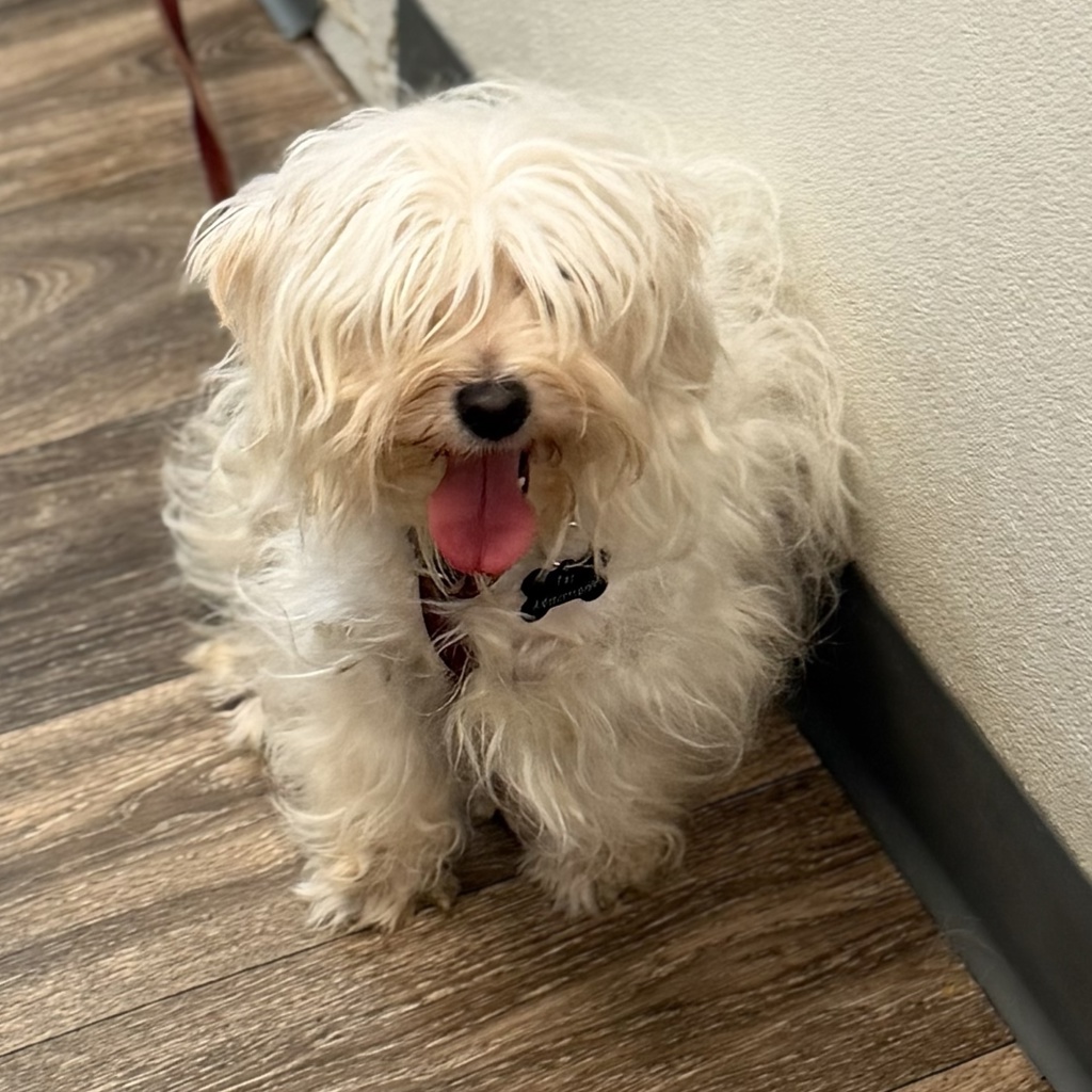 Shelter Stray Female Dog last seen Near 17th Street, San Diego, CA, 92101, 5500 Gaines St, San Diego, CA 92110, USA