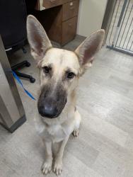 Shelter Stray Male Dog last seen Near Soledad Road, San Diego, CA, 92109, 5500 Gaines St, San Diego, CA 92110, USA