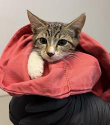 Shelter Stray Female Cat last seen dumpster, San Diego, CA, 92154, 5500 Gaines St, San Diego, CA 92110, USA