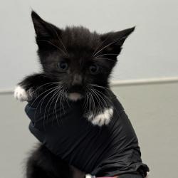 Shelter Stray Male Cat last seen Near Harrison Avenue, San Diego, CA, 92120, 5500 Gaines St, San Diego, CA 92110, USA