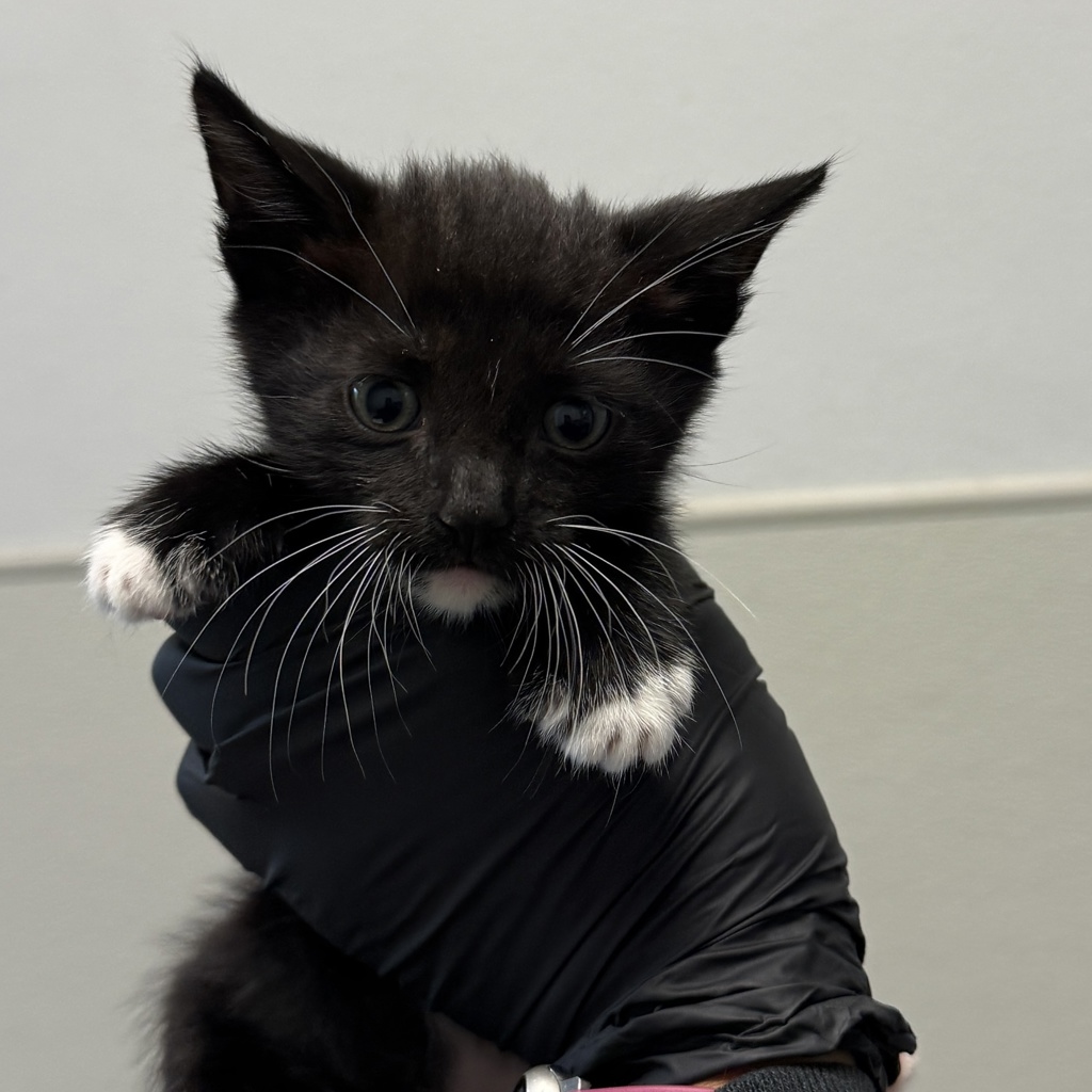 Shelter Stray Male Cat last seen Near Harrison Avenue, San Diego, CA, 92120, 5500 Gaines St, San Diego, CA 92110, USA