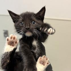 Shelter Stray Male Cat last seen Near Harrison Avenue, San Diego, CA, 92120, 5500 Gaines St, San Diego, CA 92110, USA