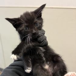 Shelter Stray Female Cat last seen Near Harrison Avenue, San Diego, CA, 92120, 5500 Gaines St, San Diego, CA 92110, USA