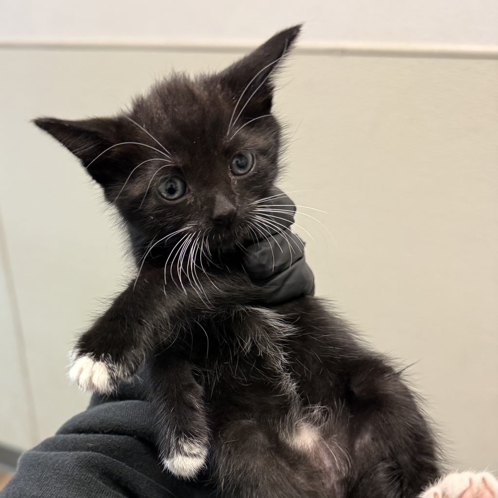 Shelter Stray Female Cat last seen Near Harrison Avenue, San Diego, CA, 92120, 5500 Gaines St, San Diego, CA 92110, USA