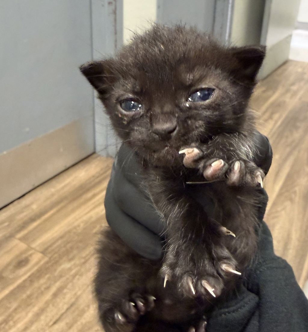 Shelter Stray Female Cat last seen Kostner Drive, San Diego, CA, 92154, 5500 Gaines St, San Diego, CA 92110, USA
