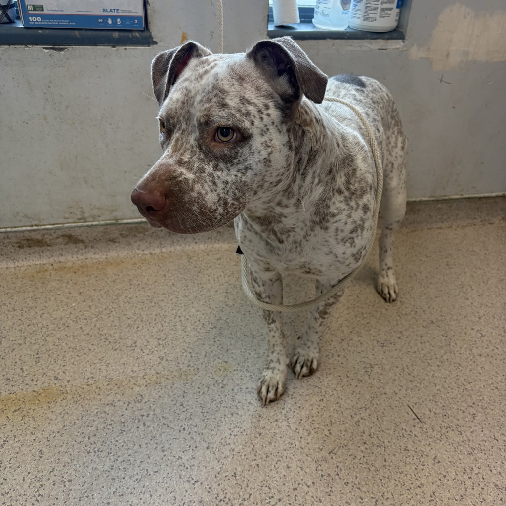 Shelter Stray Female Dog last seen Near Eastchester Road, BRONX, NY, 10461, 326 E 110th St, New York, NY 10029, USA