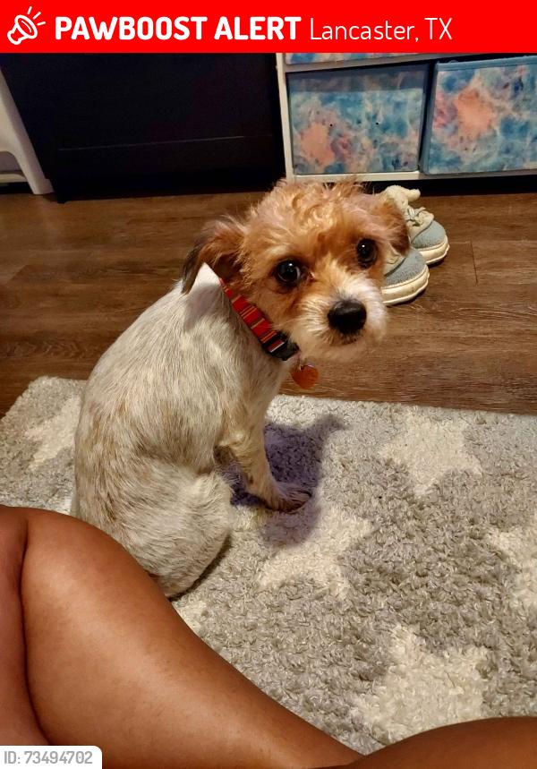 Lost Female Dog last seen Cedar Valley Christian Center on Wintergreen., Lancaster, TX 75134