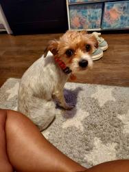 Lost Female Dog last seen Cedar Valley Christian Center on Wintergreen., Lancaster, TX 75134