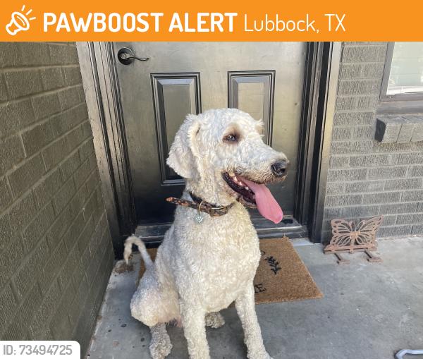 Found/Stray Male Dog last seen 46th and Elgin, Lubbock Tx, Lubbock, TX 79413