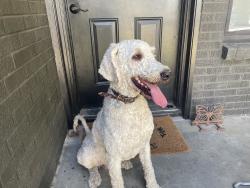 Found/Stray Male Dog last seen 46th and Elgin, Lubbock Tx, Lubbock, TX 79413