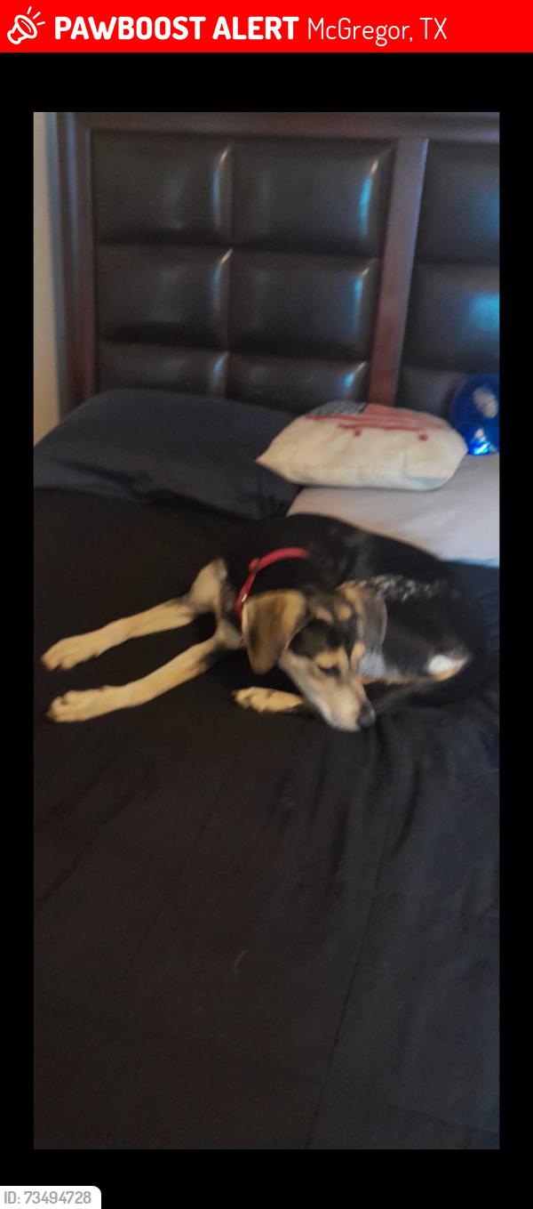 Lost Female Dog last seen By hey 84 being picked up by small white car, McGregor, TX 76657