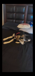 Lost Female Dog last seen By hey 84 being picked up by small white car, McGregor, TX 76657